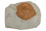 Fossil Leaf (Beringiaphyllum) - Montana #215525-1